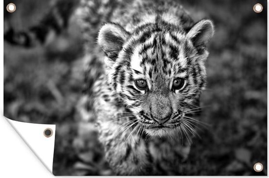 Muurdecoratie Close-up van een baby tijger - zwart wit - 180x120 cm - Tuinposter - Tuindoek - Buitenposter