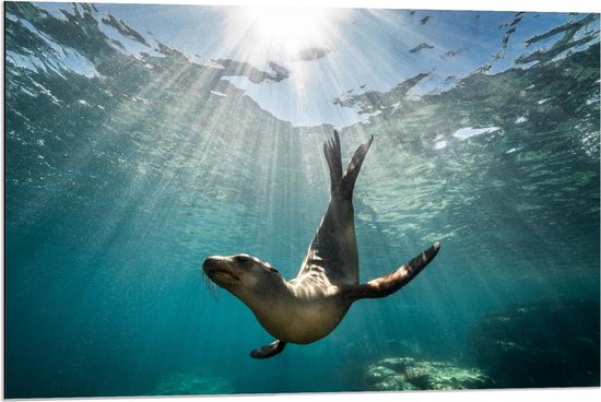 Dibond - Duikende Zeehond  - 90x60cm Foto op Aluminium (Met Ophangsysteem)