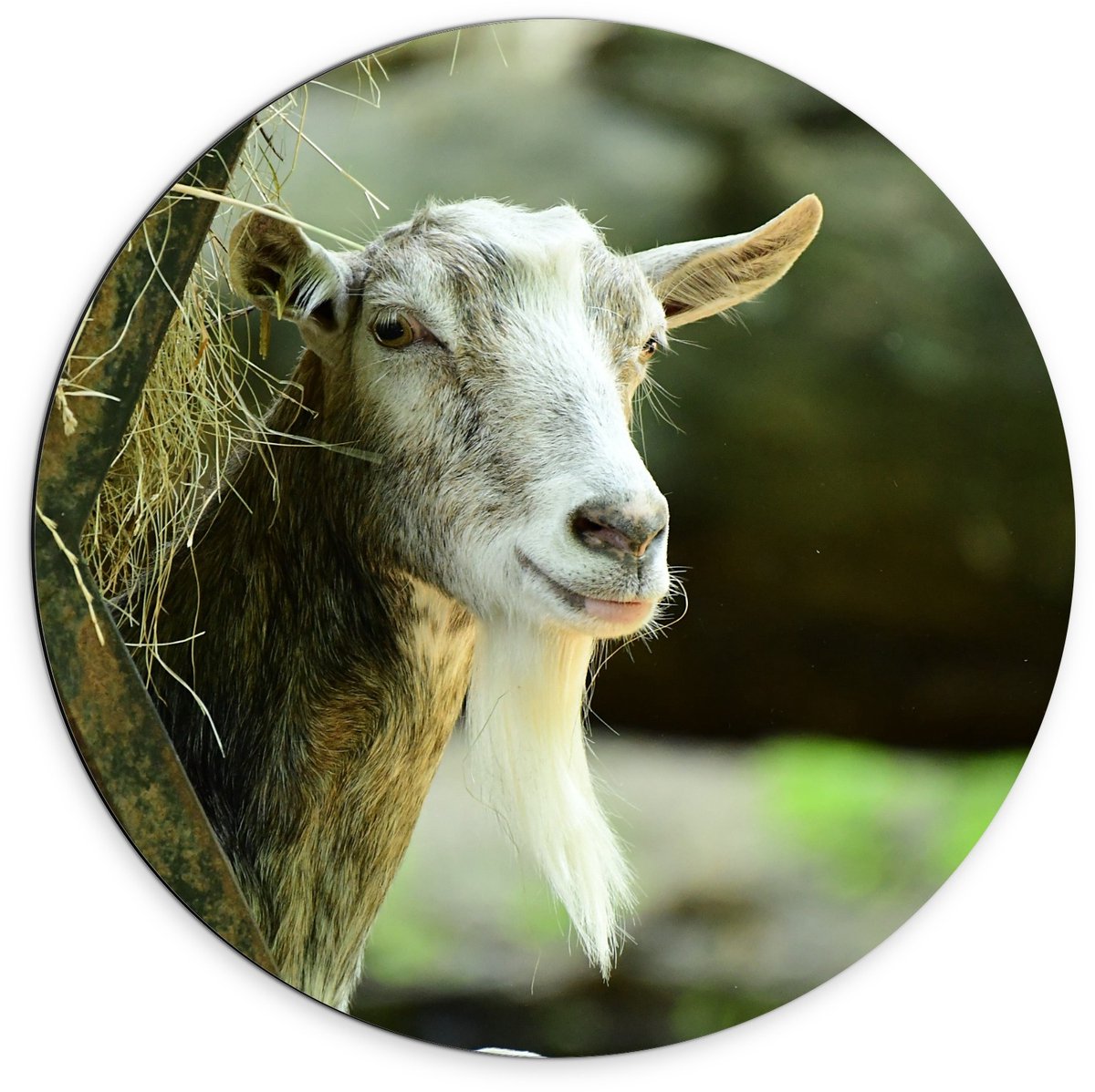 KuijsFotoprint Dibond Wandcirkel - Witte Geit met Hooi - 70x70cm Foto op Aluminium Wandcirkel (met ophangsysteem) Groen