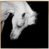 Schilderij Horse BW (100 x 2,5 x 100 cm)