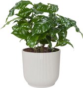 Kamerplant van Botanicly – Koffieplant in witte ELHO plastic pot als set – Hoogte: 25 cm – Coffea Arabica
