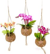 Orchidee van Botanicly – Vlinder orchidee in kokosvezel hangpot als set – Hoogte: 30 cm, 2 takken – Phalaenopsis