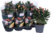 Bloem van Botanicly – Rosa Palace – Hoogte: 45 cm