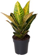 Kamerplant van Botanicly – Croton – Hoogte: 55 cm – Codiaeum variegatum Petra