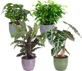 Kamerplanten van Botanicly – 4 × Ficus, Koffieplant, Olifantsoor of Skeletplant, Calathea – Hoogte: 25 cm – Ficus Green Kinky, Coffea, Alocasia, Calathea