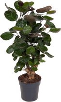 Kamerplant van Botanicly – Polyscias Fabian – Hoogte: 80 cm