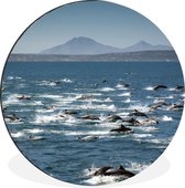 WallCircle - Cercle Mural - Cercle Mural - Dauphin - Water - Mer - Aluminium - Dibond - 140x140 cm - Intérieur et Extérieur
