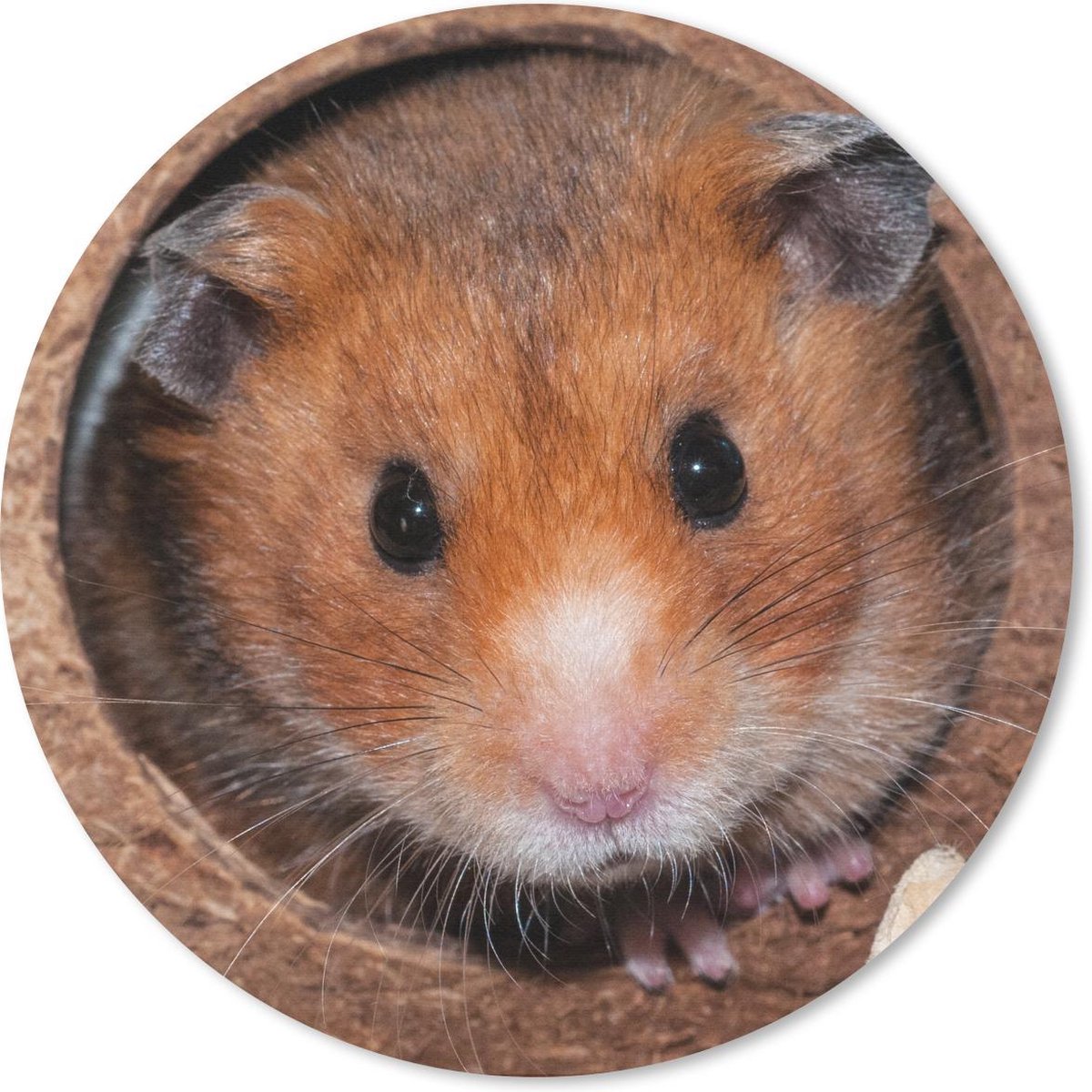 Muismat rond 50x50 cm - Mousepad Hamster komt kijken - Ronde muismatten