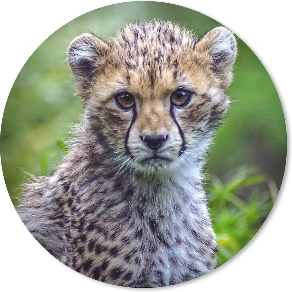 Muismat rond 40x40 cm - Mousepad Portret van een cheeta - Ronde muismatten