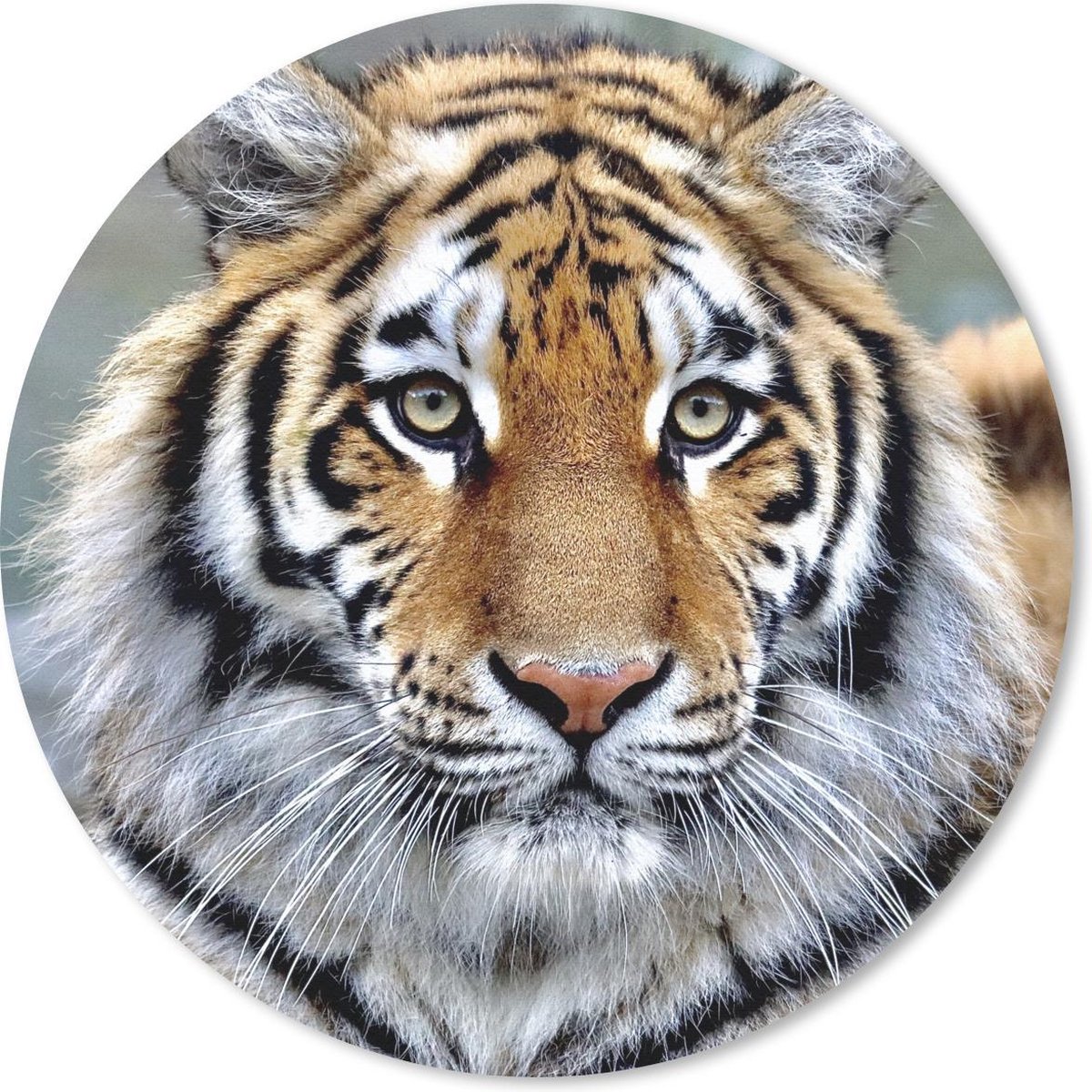 Muismat rond 40x40 cm - Mousepad Tijger - Jong - Dieren - Ronde muismatten