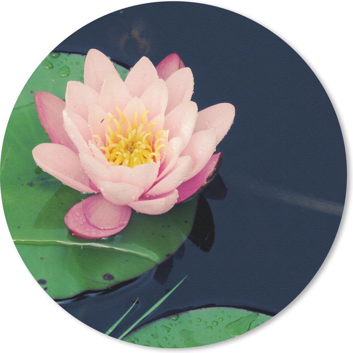Muismat rond 40x40 cm - Mousepad Mooie roze waterlelie - Ronde muismatten