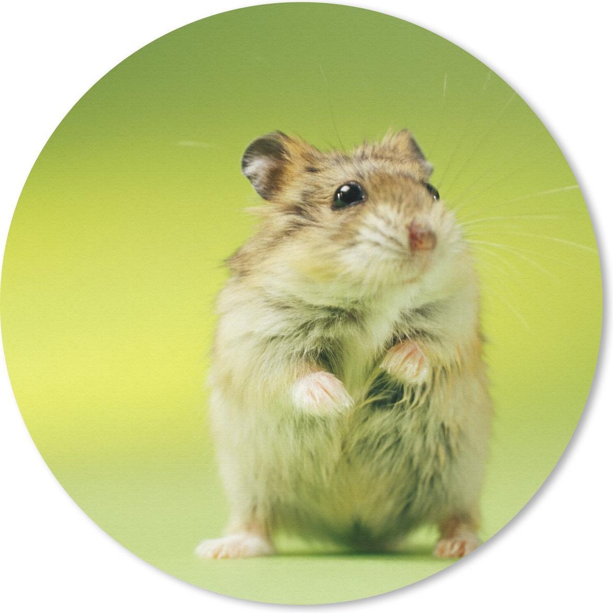 Muismat rond 50x50 cm - Mousepad Close-up van een hamster tegen een groene achtergrond - Ronde muismatten