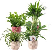 4x Luchtzuiverende planten - Mix 'Gezond Groen' Incl. sierpotten - ↑ 25-30 cm - Pot-Ø12