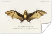 Affiche Vintage - Chauve-Souris - Animal - 90x60 cm