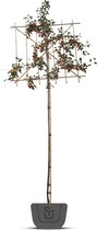 Leisierappel | Malus Red Sentinel | Stamomtrek: 10-12 cm | Stamhoogte: 180 cm | Rek 150 cm