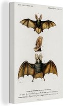 Toile Peinture Chauve-Souris - Vintage - Animal - 40x60 cm - Décoration murale