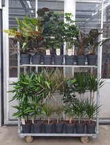 Kamerplanten van Botanicly – 7 × Polyscias – Hoogte: 80 cm – Polyscias Fabian