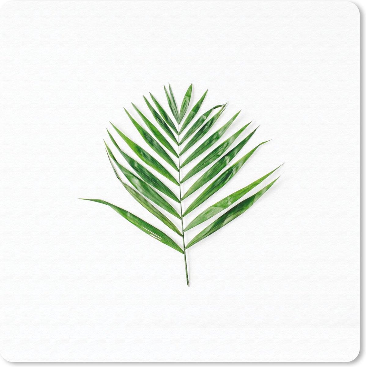 Muismat 30x30 cm - Mousepad Tropisch - Blad - Groen - Muismatten