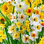 20x Narcissen - Narcissus - Mix 'Beautiful Fragrance' - Winterhard - Wit-Oranje-Geel - 20 bollen - Ø10cm