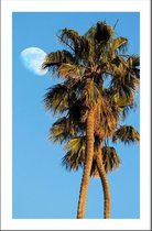 Walljar - Palmbomen En Maan - Muurdecoratie - Poster met lijst