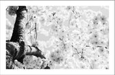 Walljar - Kersenbloesem Closeup - Muurdecoratie - Plexiglas schilderij