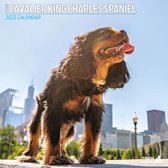 Cavalier King Charles Spaniel - Kalender 2022