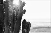 Walljar - Close-up Cactus - Zwart wit poster
