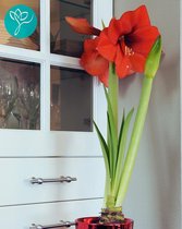 Amaryllis Red Lion - Rood - 3 Jumbo bollen in pakket - bolmaat 36/40 - Season of Amaryllis - Cadeautip - Bloembol voor binnen