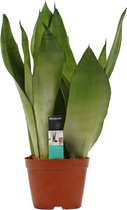 Kamerplant van Botanicly – Vrouwentongen – Hoogte: 50 cm – Sansevieria trif. Moonshine