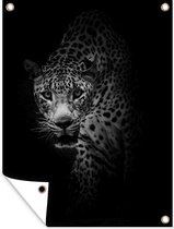 Tableau jardin Curieux léopard sur fond noir - noir et blanc - 60x80 cm - Affiche jardin