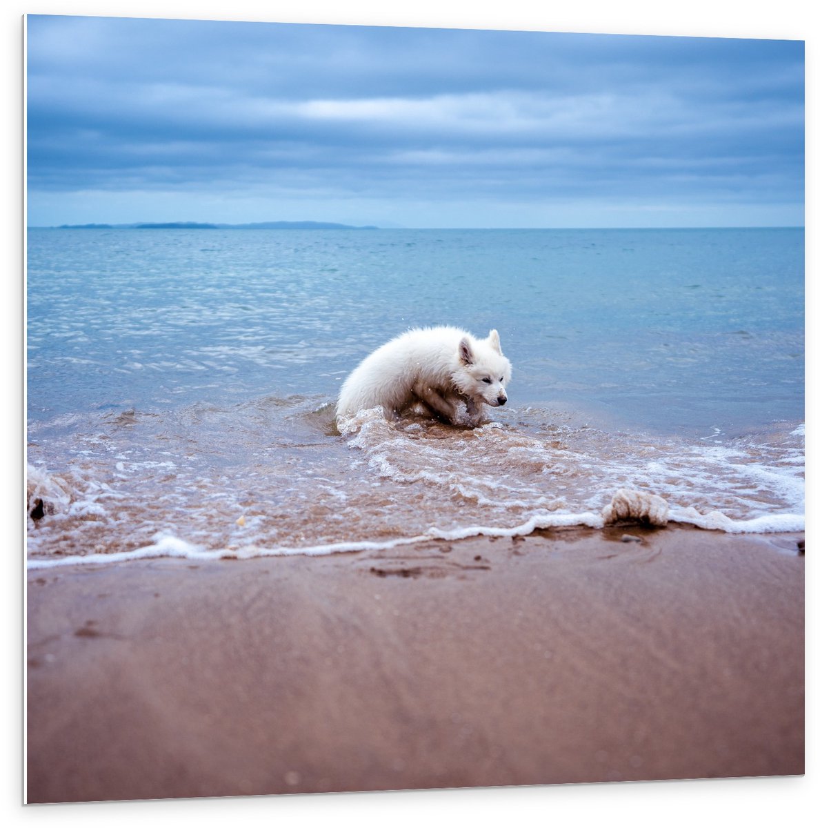 KuijsFotoprint Forex - Witte Hond in de Zee - 100x100cm Foto op Forex Bruin