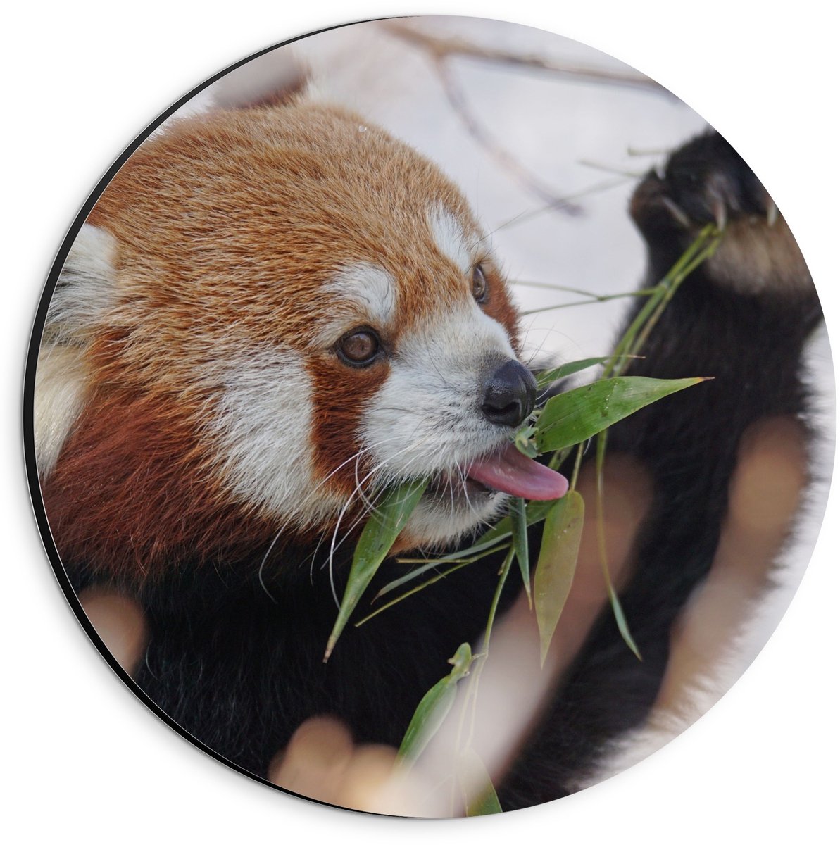 KuijsFotoprint Dibond Wandcirkel - Etende Rode Panda - 20x20cm Foto op Aluminium Wandcirkel (met ophangsysteem) Rood