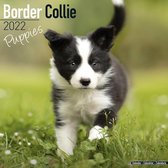 Border Collie Puppies - Border Collie Welpen 2022 - 18-Monat