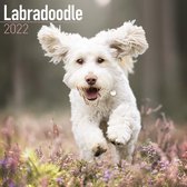 Labradoodles Kalender 2022