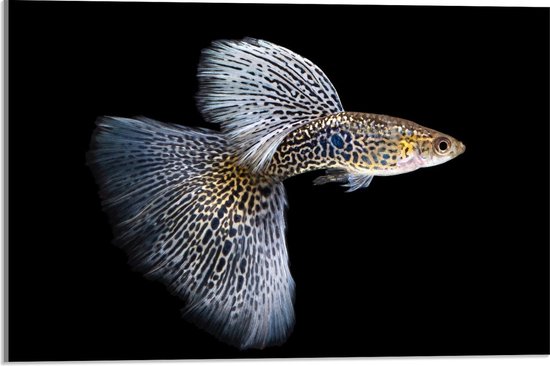 Acrylglas - King Cobra Guppy Fish - 60x40cm Foto op Acrylglas (Met Ophangsysteem)