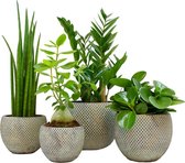 Kamerplanten van Botanicly – 4 × Vrouwentongen, Vrouwentongen, Dwergpepe in grijs keramiek pot als set – Hoogte: 44 cm