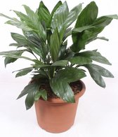 Kamerplant van Botanicly – Mexicaanse Bergpalm – Hoogte: 65 cm – Chamaedorea Metallica