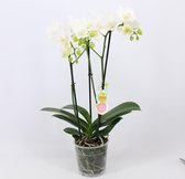Orchidee van Botanicly – Vlinder orchidee – Hoogte: 50 cm, 3 takken – Phalaenopsis multiflora
