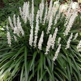 25 x Liriope muscari 'Monroe White'- Leliegras in 9x9cm pot met hoogte 5-10cm