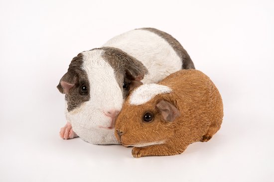 Beeld cavia's