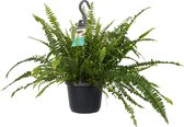 Hellogreen Kamerplant - Nephrolepis exaltata - Green Lady - 40 cm