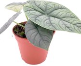 SIMPLYBLOOM.EU - Alocasia Melo