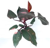 SIMPLYBLOOM.EU - Philodendron Pink Princess