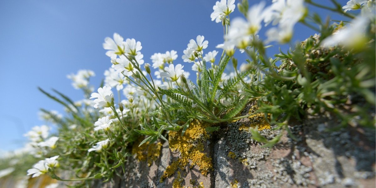 Fotobehang van akkerhoorn bloem op oude muur 250 x 260 cm - € 175,--