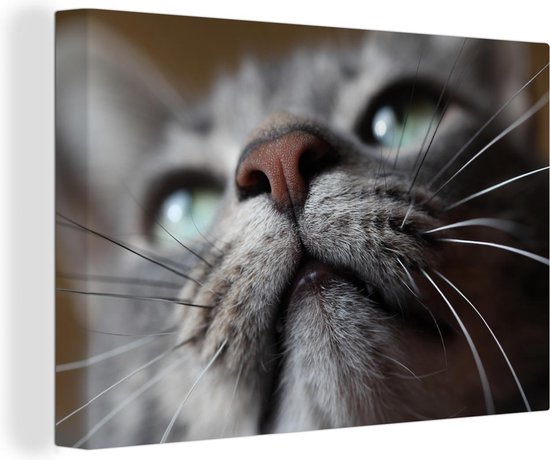 Peintures sur Toile Chat - Nez - Moustaches - 120x80 cm - Décoration murale