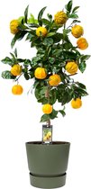Fruitgewas van Botanicly – Citrus Canaliculata in groente ELHO plastic pot als set – Hoogte: 85 cm