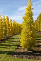 Jonge Zuilvormige Japanse Notenboom | Ginkgo biloba 'Blagon' | 80-100cm hoogte