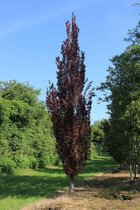 Jonge Rode Zuilbeuk boom | Fagus sylvatica 'Dawyck Purple' | 60-80cm hoogte