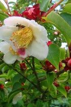 Jonge Schijncamelia boom | Stewartia rostrata | 150-200cm hoogte