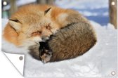 Muurdecoratie Rode vos - Sneeuw - Dieren - 180x120 cm - Tuinposter - Tuindoek - Buitenposter